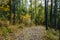 A footpath in a dense pine forest. Autumn in the forest, the road goes into the distance between the trees