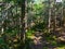 Footpath Through Dense Woods, Dappled Sunlight