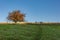 A footpath on Ditchling Beacon in Sussex on a sunny September morning, with a berry laden hawthorn bush in a field