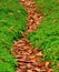 Footpath of dry leaves between clovers