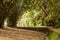 footpath with fallen leaves of bamboo trees around it in the bamboo forest