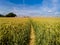 Footpath through a field