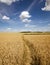 Footpath in the field