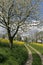 Footpath with field and cherry tree