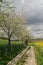 Footpath with field and cherry trees