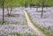 Footpath through flower field