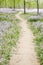 Footpath through flower field