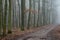 Footpath in foggy fall forest