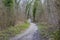 Footpath in a Forest