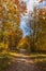 Footpath in a Forest in Autumn