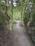 Footpath through the forest in Eastern England