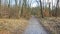 Footpath in a Forest in Spring