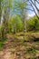 Footpath through forest in spring