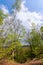 Footpath through forest in spring