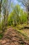 Footpath through forest in spring