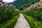 Footpath in the garden with flower