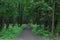 The footpath goes into the depths of the park surrounded by trees with green foliage on a summer day