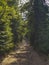 Footpath in a green deep and thick summer forest with spruce in the foreground and shadows falling on the dirt road surface