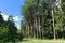 Footpath, green grass and tall trees in forest