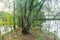 A footpath in a green magical forest landscape on river iceland in the summer, in Finland Scandinavia