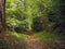 Footpath in the green spring assorted forest