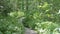 Footpath in green summer forest with lush green foliage