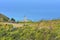 Footpath through greenery at Cape Reinga