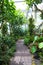 A footpath in a greenhouse surrounded by lush green trees and plants and colorful flowers at Atlanta Botanical Garden