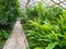 Footpath in the greenhouse with tropical plants. The glass roof passes a daylight