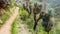 Footpath in the habitat of Australia Grass Tree