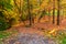 Footpath and hillside with many trees and dry leaves