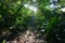 Footpath in the jungle of Costa Rica