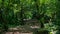 Footpath into the jungle with dense vegetation