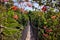 Footpath in jungle - Tenerife Canary islands