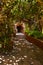 Footpath in jungle - Tenerife Canary islands