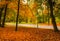 Footpath with lanterns and benches through colorful autumn park