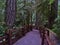 Footpath leading through old forest with big Douglas fir trees at Cathedral Grove in MacMillan Provincial Park, BC, Canada.