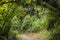 Footpath leading to tropical rain-forest