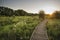 Footpath leading through wild meadow sunrise landscape in Summer