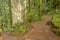 Footpath leads through a rain forest