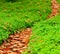 Footpath of leaves among clovers