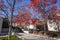 A footpath lined with red autumn trees and tall light posts with Christmas reefs and red bows  with lush green plants