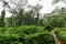 Footpath through lush green tropical vegetation