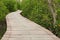 Footpath between mangrove