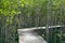 The footpath mangroves forest. Path in Mangrove forest Trat, Thailand