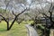 A footpath meanders through the meadow in a park dotted with blooming plum trees under sunny sky