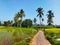 Footpath in the Middle of the Rice Fields