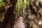 Footpath between moss covered rocks in the Drachenschlucht