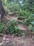 footpath in the mountain forest as access for residents