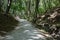 Footpath in the mountains in the forest. Footpath into the forest, covered with rubble